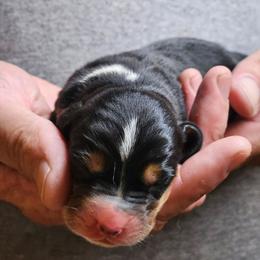 Female 1 - Black brown and white female Basset Hound puppy in Trade, Tennessee from TN Miniature Dachshunds & Basset Hounds