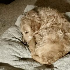 Double Doodle Puppies from Riverside Doodles in Seattle (double doodles)