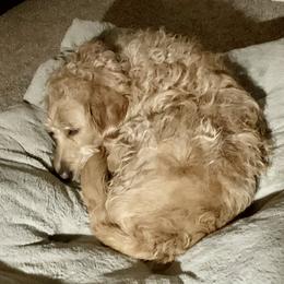 Double Doodle Puppies from Riverside Doodles in Seattle (double doodles)