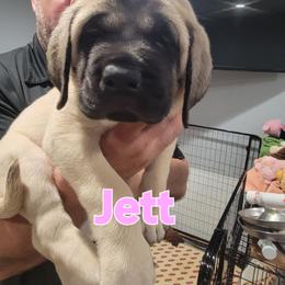 Jett (FEMALE) (light pink) - Fawn female Mastiff puppy in Conroe, Texas from Southern Star English Mastiffs