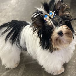Biewer Terrier All Grown Up from Rose Creek Biewer Terriers