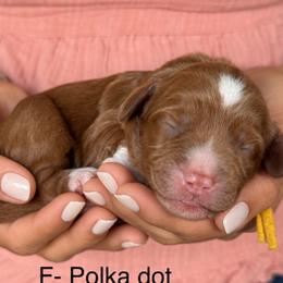 Polka Dot - Caramel female Australian Labradoodle puppy in Morgan Hill, California from Loving Labradoodles