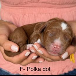 Polka Dot - Caramel female Australian Labradoodle puppy in Morgan Hill, California from Loving Labradoodles