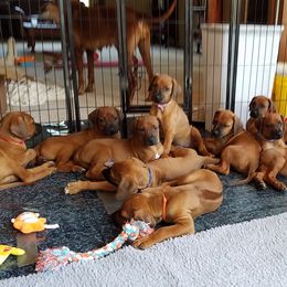 Rhodesian Ridgeback Puppies from Zenkosi Ridgebacks