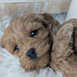 Sparkle - Red female Havapoo puppy in Burlington, Iowa from River View Puppies