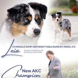 Leia - Miniature American Shepherd