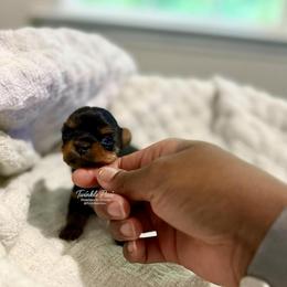 AKC Luna - Black and tan female Yorkshire Terrier puppy in Powder Springs, Georgia from Twinkle Paws Frenchies and Yorkies