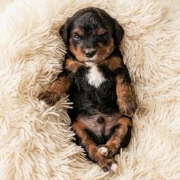 Orion - Black and tan male Cavapoo puppy in Salt Lake City, Utah from SunnySide Mini Doodles