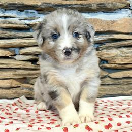 Maia - Blue merle female Australian Shepherd puppy in Red Springs, North Carolina from Julia Rose Ranch