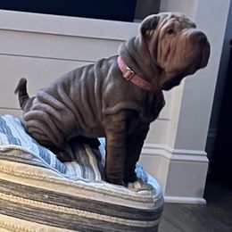 Chinese Shar-Pei from Carrie's Chinese Shar-Peis
