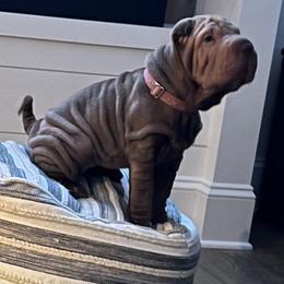 Chinese Shar-Pei from Carrie's Chinese Shar-Peis