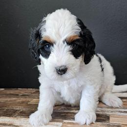 Skittles - Black and white female Bernedoodle puppy in Decatur, Georgia from So Adoodable