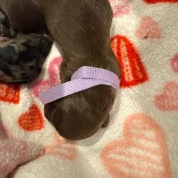 Lilac girl - Chocolate and tan female Dachshund puppy in Frederick, Colorado from Get Low Mini Dachshunds