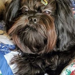 Shih Tzus from Furby Shih Tzu Family & Friends