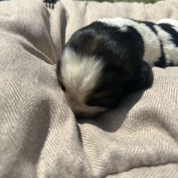 Girl 3 “Minion” - Black brown and white female Basset Hound puppy in Loup City, Nebraska from WoodKrick Bassets