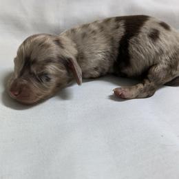 Khaki - Dapple male Dachshund puppy in Sonora, Kentucky from Maple Hill Miniature Dachshunds