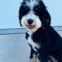 Gus - Bernedoodle