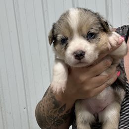 Ruth - Blue merle and white female American Corgi puppy in Payson, Illinois from Creek Farm Corgis
