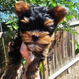 Rori - Black and tan male Yorkshire Terrier puppy in Moses Lake, Washington from Harmony Hills Yorkies