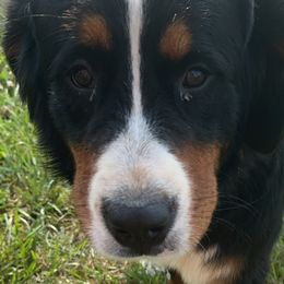 Bernese Mountain Dogs and Golden Mountain Dogs from PG’s Goldens