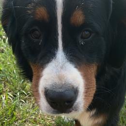 Bernese Mountain Dogs and Golden Mountain Dogs from PG’s Goldens