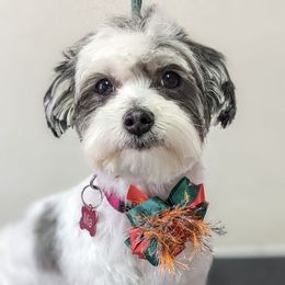 Mia - Morkie