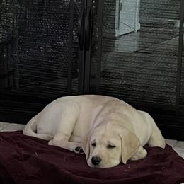 Labrador Retriever Puppies from Willow Ridge Labradors