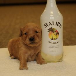 Malibu (white) - Dark golden female Golden Retriever puppy in Bynum, Montana from Summit Canine Breeding