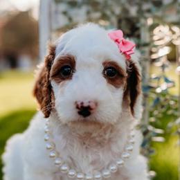 Penelope - Parti female Goldendoodle puppy in Old River Winfree, Texas from RadDoodles