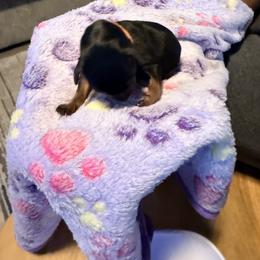 Miniature Pinscher Puppies from Bridget GreenBoddy