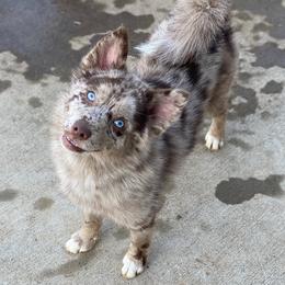 Ella - Pomsky