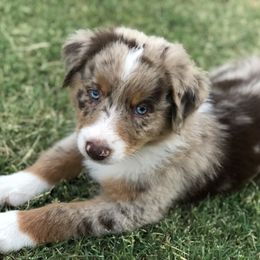 Australian Shepherd Puppies from Mika’s Aussies