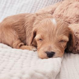 Male 1 - Apricot male Goldendoodle puppy in Mohnton, Pennsylvania from Stony Meadow Puppies