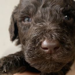 Male, Cream - Poodle puppy in Bowling Green, Kentucky from Wilkins Standard Poodles