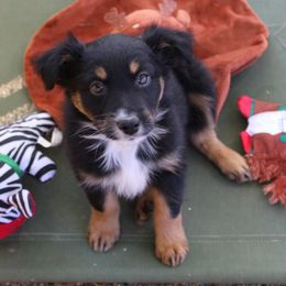 Uki - Black tri-color male Australian Shepherd puppy in Phoenix, Arizona from Rockin' Diamond T Ranch Australian Shepherds