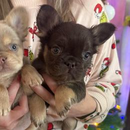 Coco - Tricolors female French Bulldog puppy in Fulton, Missouri from FamLee Frenchies