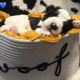 Banks - Black and white male Bernedoodle puppy in Coopersburg, Pennsylvania from Deutsch Hund Haus