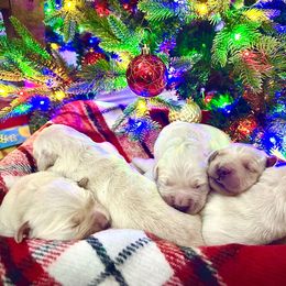 Girl 1 - Light golden female Golden Retriever puppy in Deer Lodge, Tennessee from SelahGold