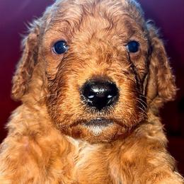 Boy 3 - Apricot male Goldendoodle puppy in Holly, Colorado from Vida’s Loving Doodles