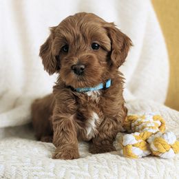 Bernedoodle and Goldendoodle Puppies from Legacy Doodles