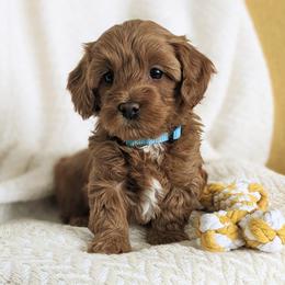 Bernedoodle and Goldendoodle Puppies from Legacy Doodles