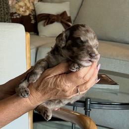 Teddy - Chocolate merle male Bernedoodle puppy in Yuba City, California from Ranch House Doodles