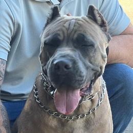 Khaleesi - Cane Corso