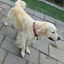 Tillie - Golden Retriever