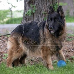 German Shepherds from Divine German Shepherds