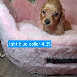 Light blue - Cream male Dachshund puppy in Bristol, Tennessee from It's Mini Wieners Baby