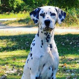 Dalmatians from Red Dirt Dalmatians