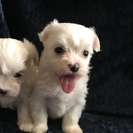 Maltese Puppies from May-Fam Maltese