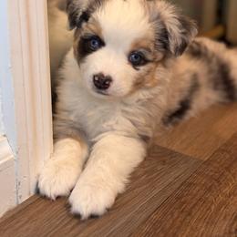 Poppy - Blue merle female Miniature Australian Shepherd puppy in Massapequa, New York from All That Auss Mini Aussies