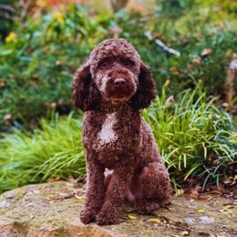 Kai - Poodle